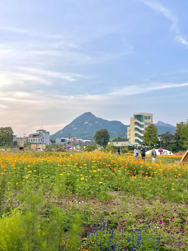 코스모스 밭으로 펼쳐진 인사동 공원, 열린송현 녹지광장🌼