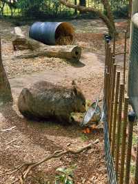 [墨爾本] 半開放式的動物園 近距離餵袋鼠和與無尾熊拍照-月光保護區野生動物園