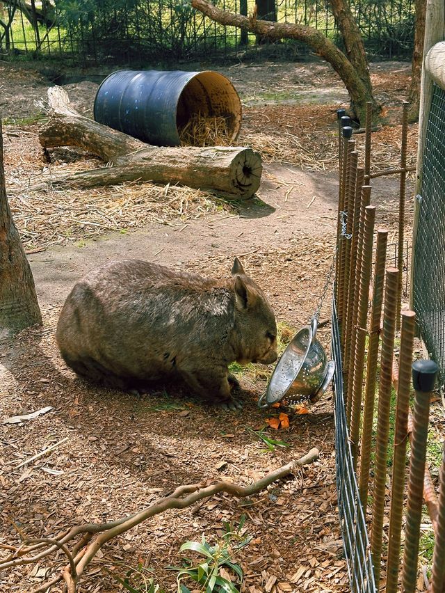 [墨爾本] 半開放式的動物園 近距離餵袋鼠和與無尾熊拍照-月光保護區野生動物園