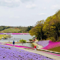 Spring Season In Japan Tokyo German Village