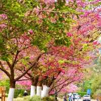 เที่ยวเมืองไทยเหมือนไปต่างประเทศ อ่างขาง