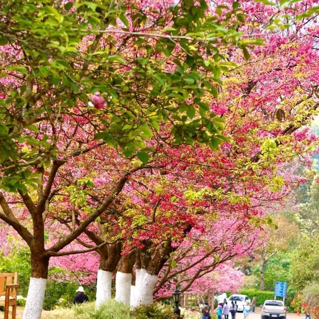 เที่ยวเมืองไทยเหมือนไปต่างประเทศ อ่างขาง
