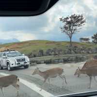九州 ｜自駕遊亞洲版Safari 🐅🐆🦓🐘🦬🐫🐑
