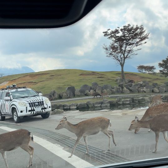 九州 ｜自駕遊亞洲版Safari 🐅🐆🦓🐘🦬🐫🐑