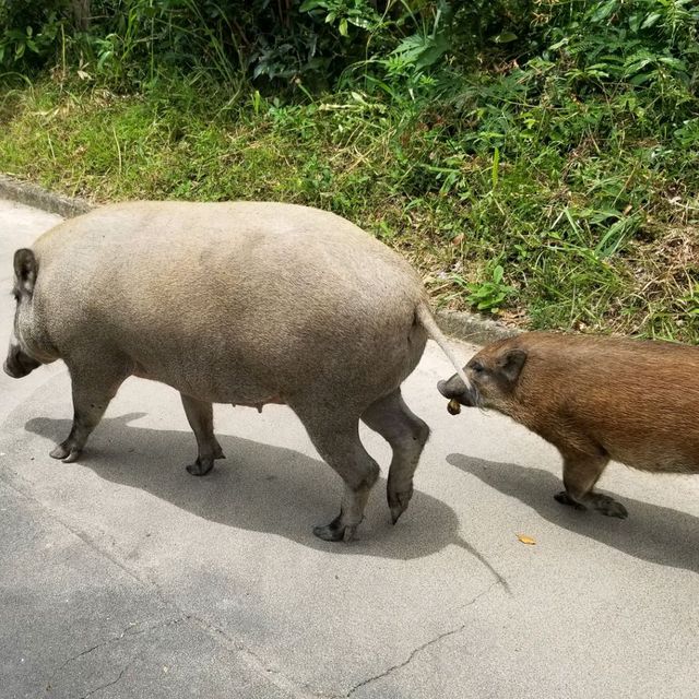 由香港仔郊野公園慢步行止姻緣石