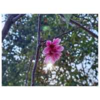 香港賞花。單車公園 
