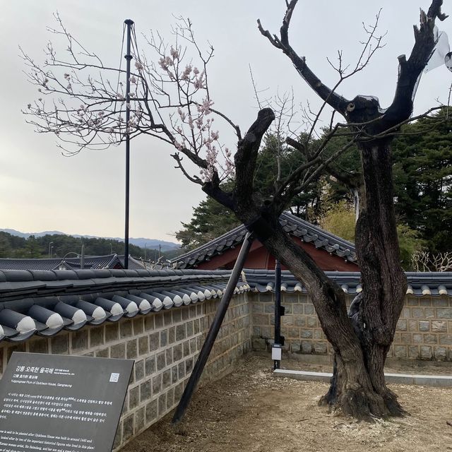 강릉까지 왔다면~ “오죽헌” 까만 대나무 보고가셔용 🎋🖤