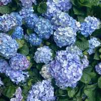 維園花展 繡球花盛開