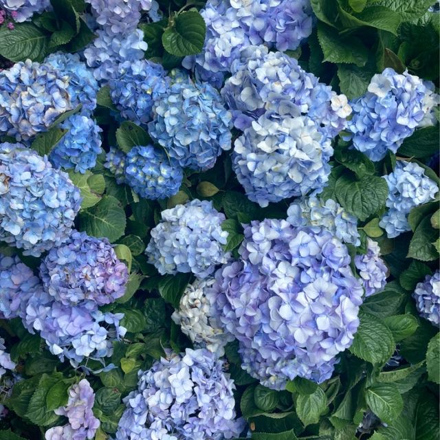 維園花展 繡球花盛開