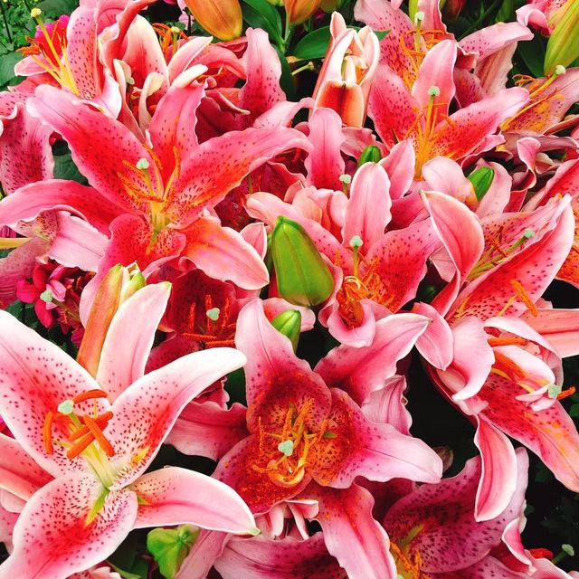 親子出遊好去處🌺🌸🌷 Shilin Residence Park (士林官邸公園) 🌹🌼🌻