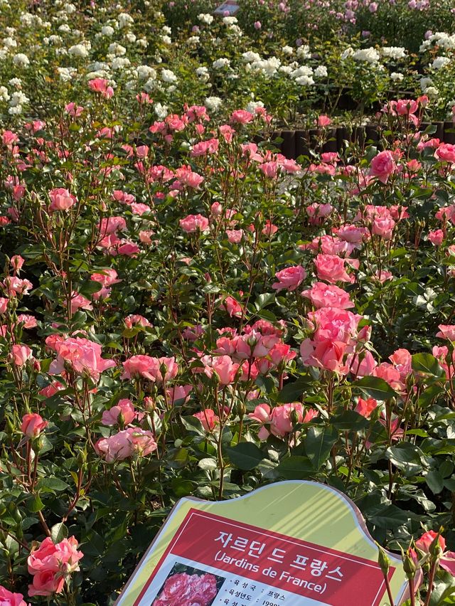장미꽃 향기만 남기고 갔단다🌹🌷