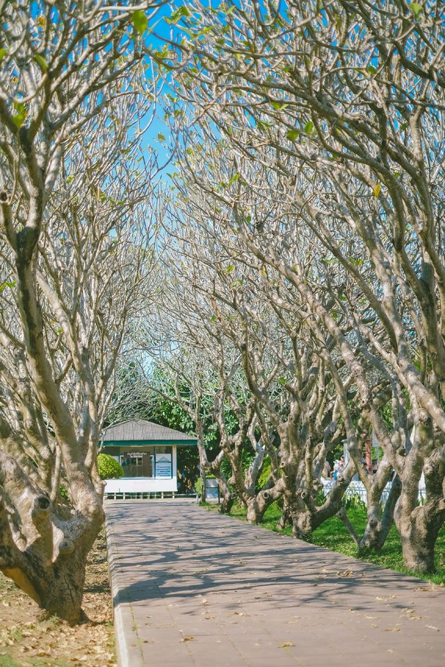 📸ซุ้มต้นลีลาวดี จ.น่าน