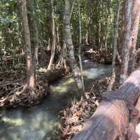 เที่ยวชมธรรมชาติ ท่าปอม คลองสองน้ำ