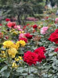 중랑천 노오란 유채꽃보러 중랑장미공원🌹