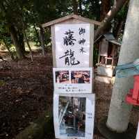 愛知旅行！名古屋「豊藤稲荷神社」「御神木 藤龍」