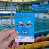 Spectacular Dolphin Show 🐬