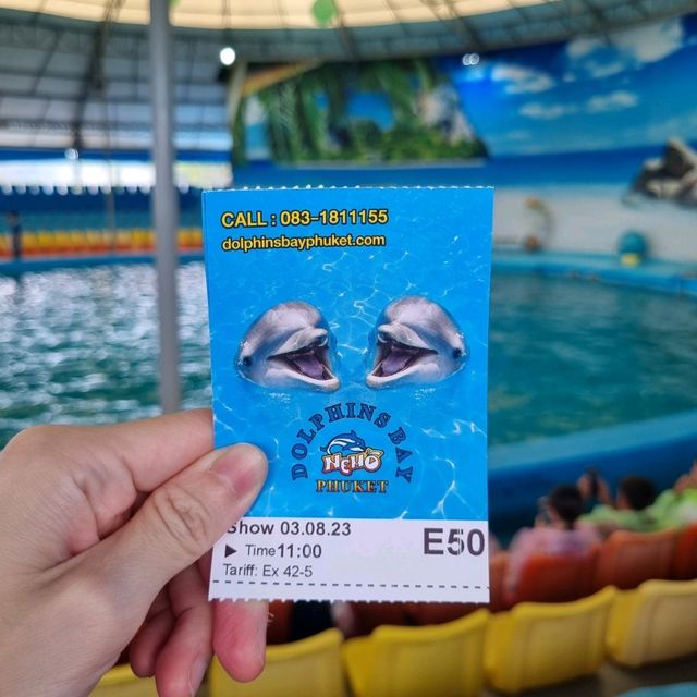 Spectacular Dolphin Show 🐬