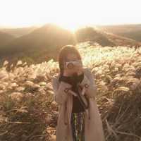 10월 제주 여행 코스 핑크 뮬리 새빌카페, 새별오름 일몰