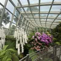 🇸🇬 Orchid paradise for enthusiast! ✨