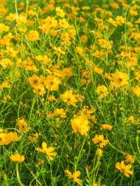 지금 서울에서 가장 먼저 달려가야 할 곳🌼 