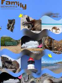 🏝️🦘🐨🦭阿德萊德袋鼠島～動物王國🏝️🦘🐨🦭