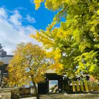【長野県/高さ40mの夫婦銀杏が美しく紅葉を始めた佛法紹隆寺】
