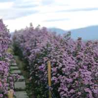 ไฮเดรนเยีย คาเฟ่ เขาค้อ - Hydrangea Cafe 