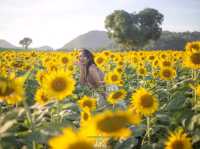 🌻ทุ่งทานตะวัน🌻@ไร่มณีศร
