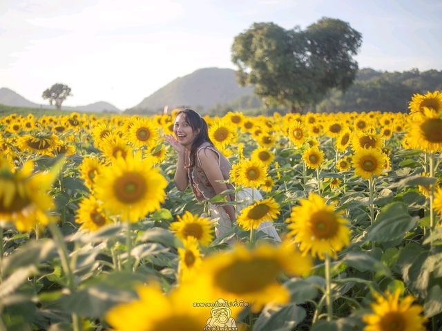 🌻ทุ่งทานตะวัน🌻@ไร่มณีศร
