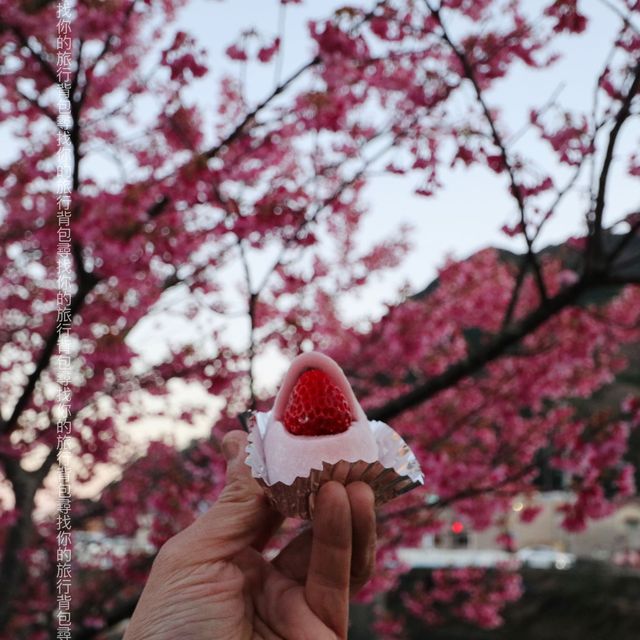 河津櫻，東京最早櫻花祭   酒店/景點/美食個人分享