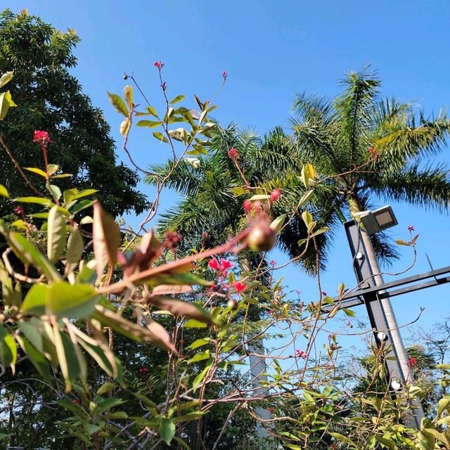 「回歸紀念塔」前的繡球花海🌺🪻🌸🪷