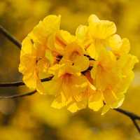 ถนนสีเหลือง ดอกเหลืองอินเดีย 🌼