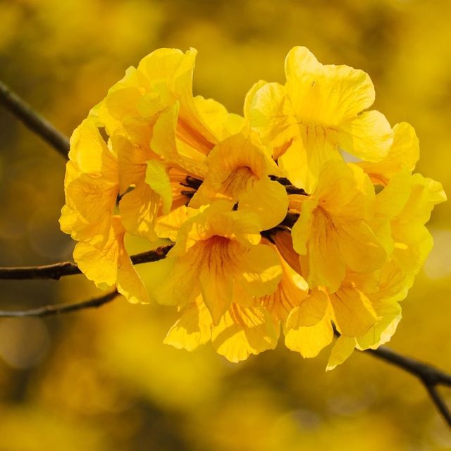 ถนนสีเหลือง ดอกเหลืองอินเดีย 🌼