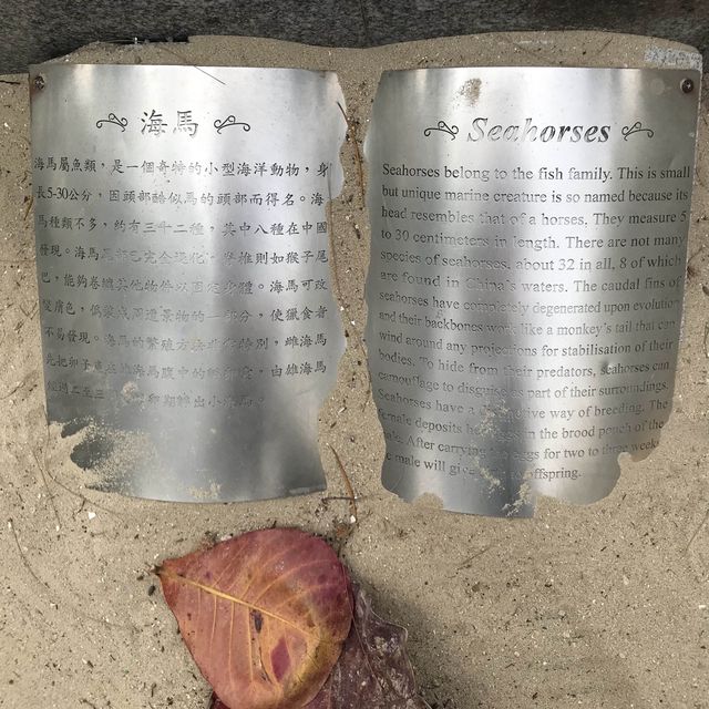 Educational/Storey Telling at Cafeteria Beach