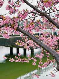 笠松河津桜ロード