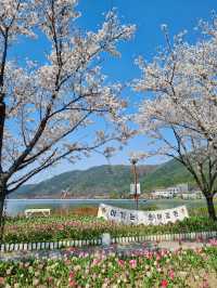 튤립과 벚꽃의 콜라보, 옥연지 송해공원🌸🌷