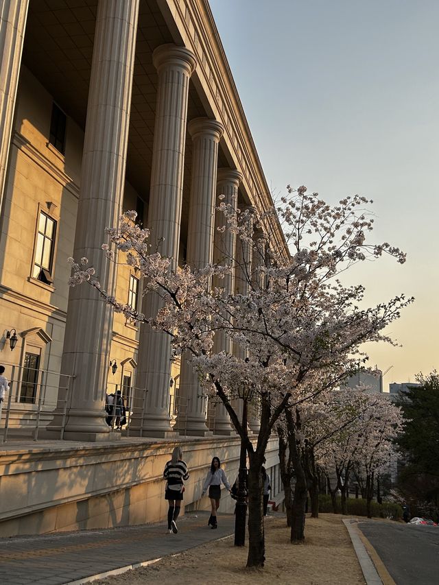 꽃놀이 명소 경희랜드! 