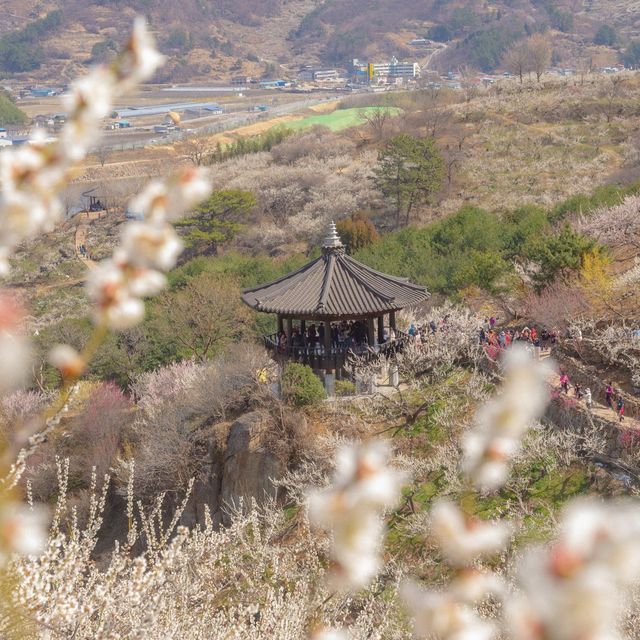 내년 봄의 시작은 광양에서 함께하기 :)