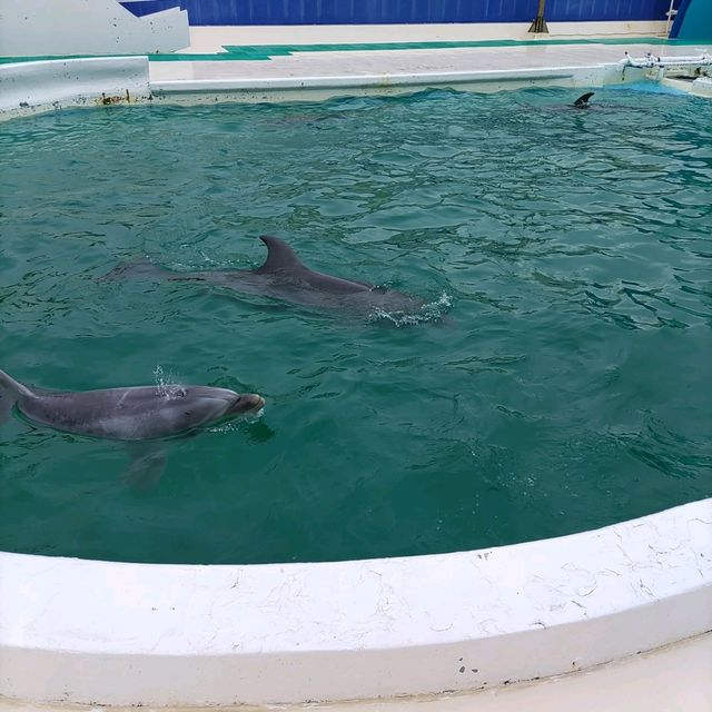 鴨川シーワールドは最強に可愛い生物がいっぱい