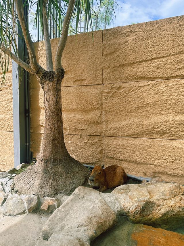 《宜蘭》礁溪西部荒野風新農場 餵食超多可愛小動物-回巢Homing