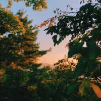 단풍지는 🌳낙산공원 성곽길 🌳에서 없는 감수성도 끌어올려~