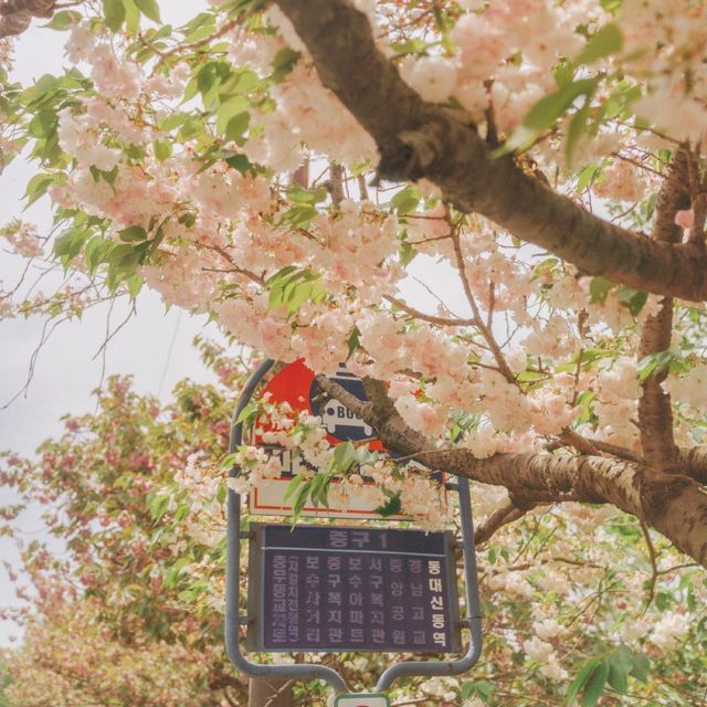 부산 겹벚꽃 언덕이 예쁜 민주공원 