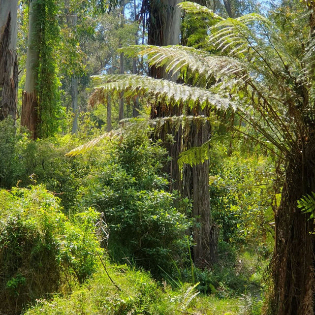 เดินเขากันที่ Dandenong ranges national park 🏞️ 