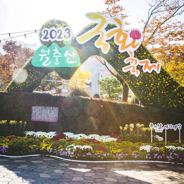 오색빛깔 만개한 월출산 국화축제 근황 🌼