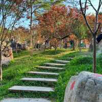 帽峰山森林公園🏔️自然之美
