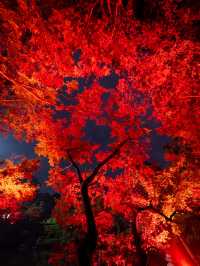 【これが無料で見れる！？🍁】八芳園で開催中の紅葉ライトアップが美しすぎる！✨