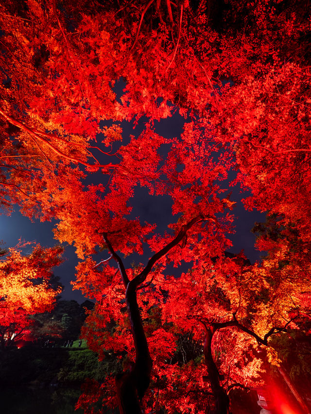 【これが無料で見れる！？🍁】八芳園で開催中の紅葉ライトアップが美しすぎる！✨