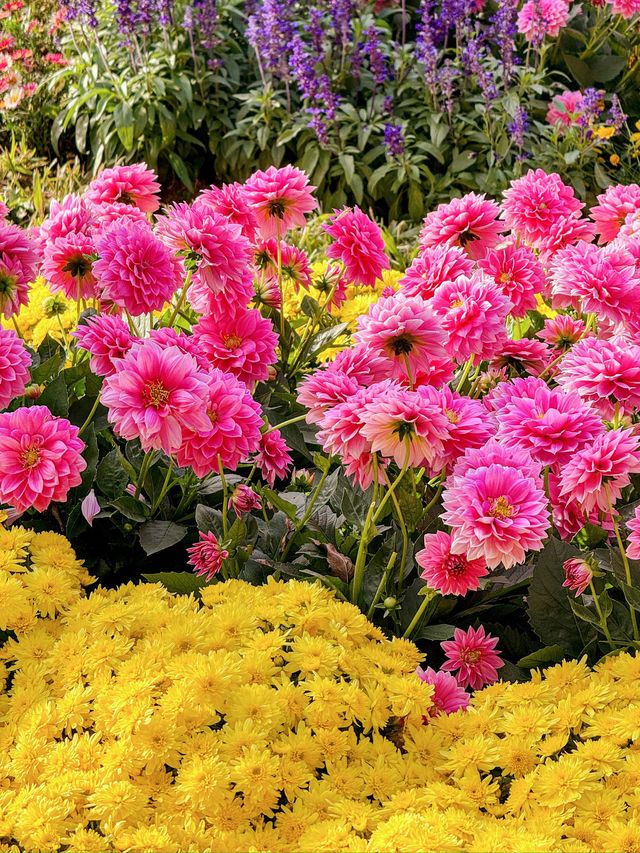 深圳好去處｜遇上波斯菊花海——南山西麗生態公園