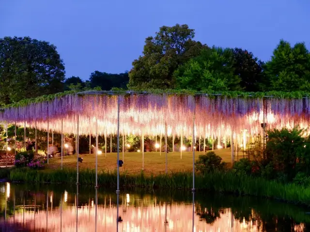 Ashikaga Flower Park Tochigi