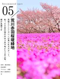 東京おすすめ桜スポット5選